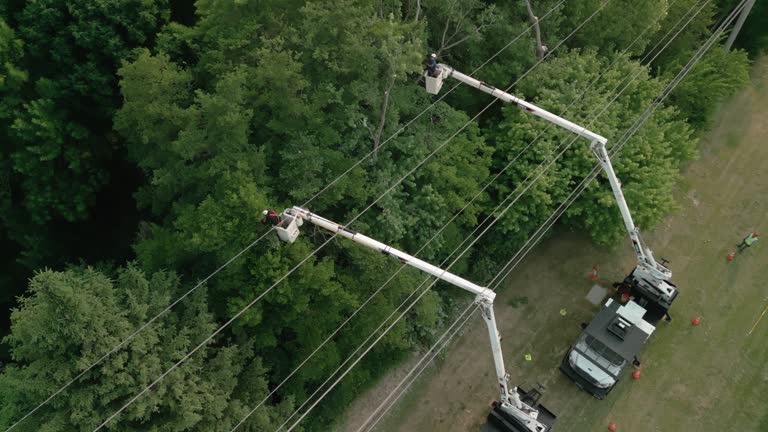 How Our Tree Care Process Works  in  Auburn, NY