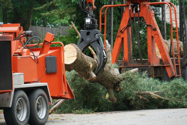 Trusted Auburn, NY  Tree Services Experts